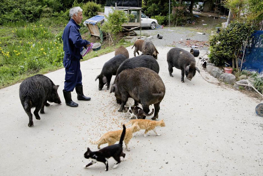He fled at first but returned to take care of the animals that were left behind
