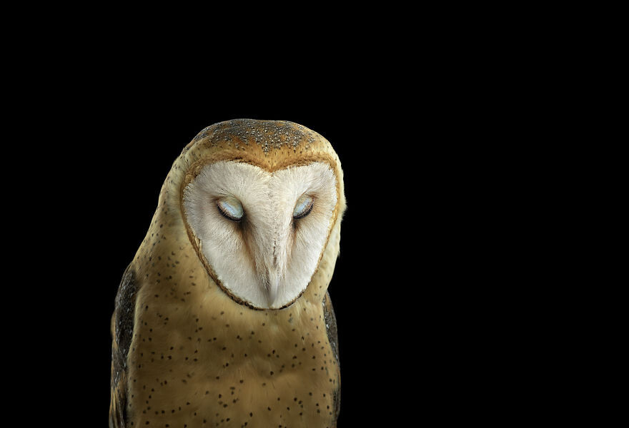 Barn Owl