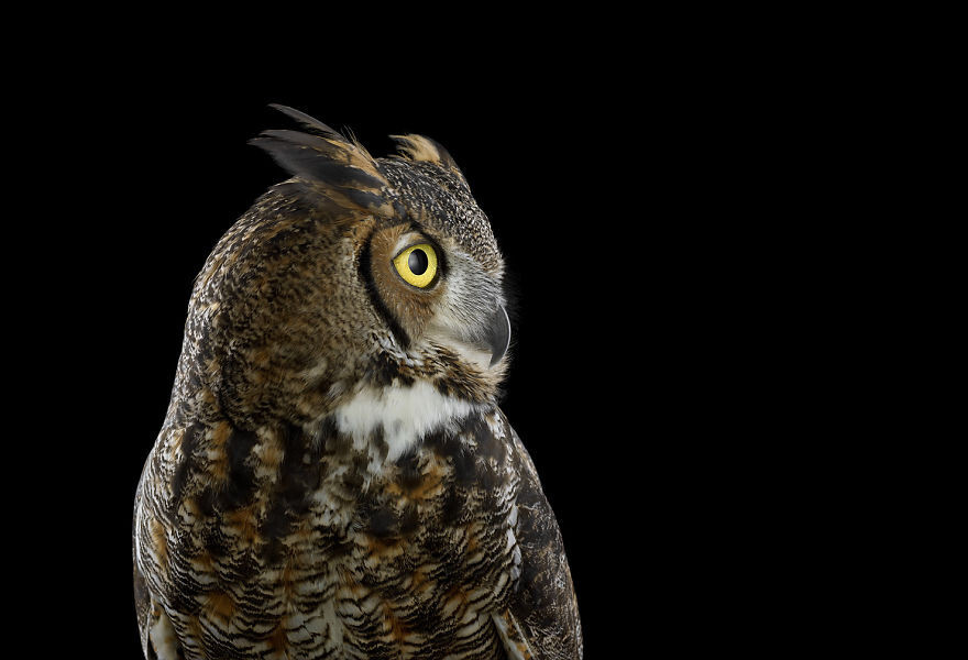 Keepers Of Wisdom: The Mystical Beauty Of Owls