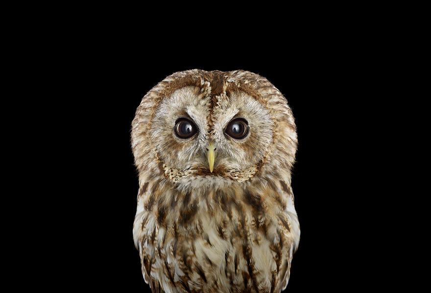 Tawny Owl