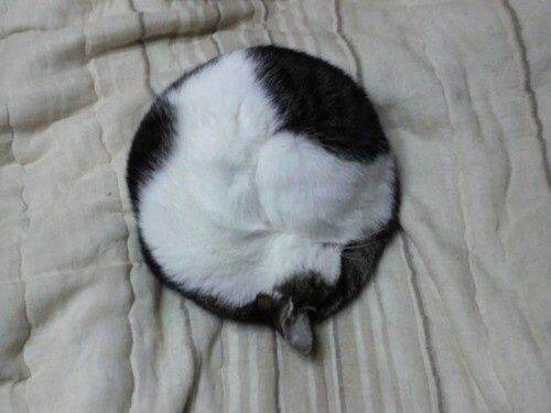 2. Circle Cat