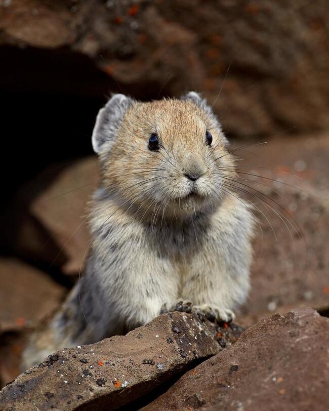 This Little Cutie Is The Real-Life Teddybear You Never Knew Existed