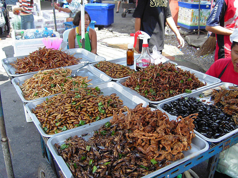 4. Bugs, bugs, and more bugs. Including scorpions and grasshoppers!