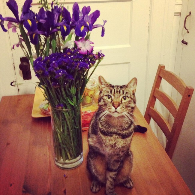 What Makes These 28 Pets Very Special Also Makes Them Super Adorable
