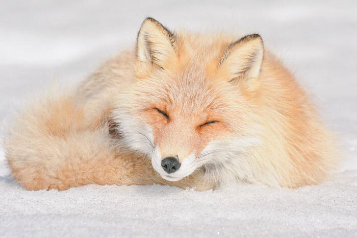 Hokkaido Island In Japan Is Home To 7 Incredibly Cute Animals