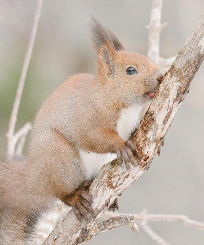Hokkaido red squirrel