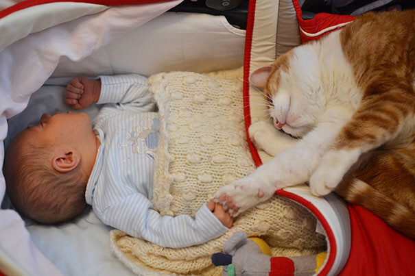 Adorable photos proving that your kids need a cat 