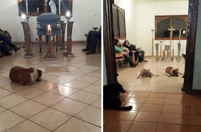 Stray Dogs Suddenly Show Up At Funeral Of Woman Who Spent Her Life Feeding Them