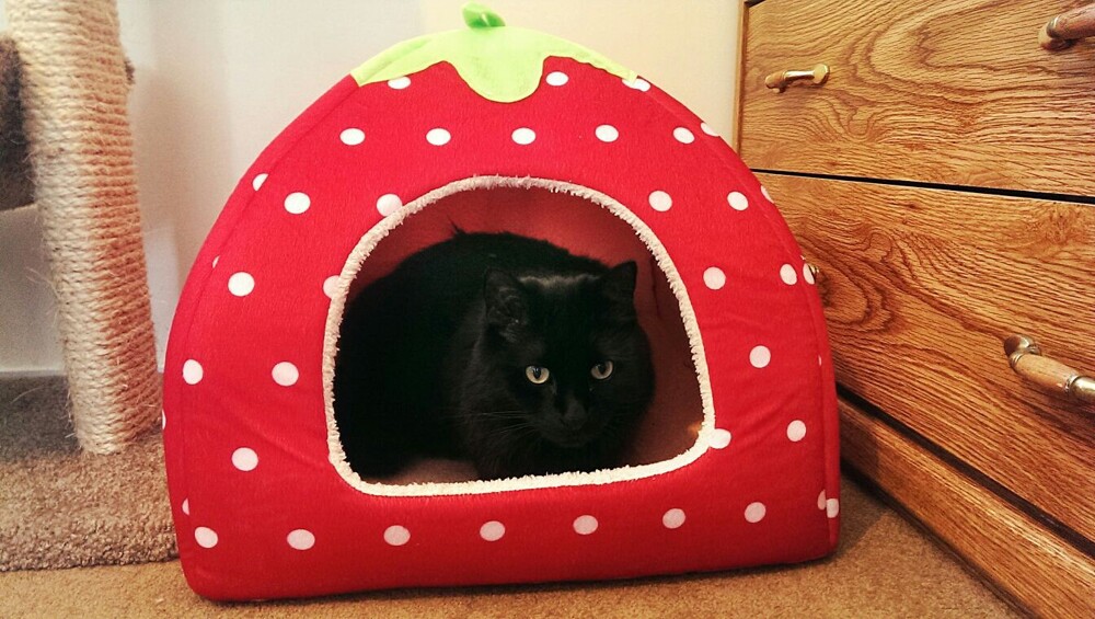The cat bed purchased after a bunch of strawberry jello shots.