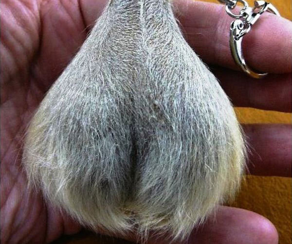 This real Kangaroo scrotum keychain, bought after your drinking buddies said you "didn't have the balls."