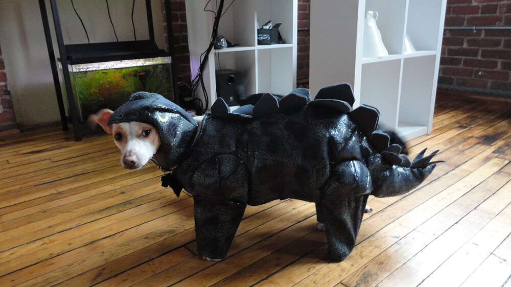 The dog costume picked up after watching Jurassic Park while wasted...