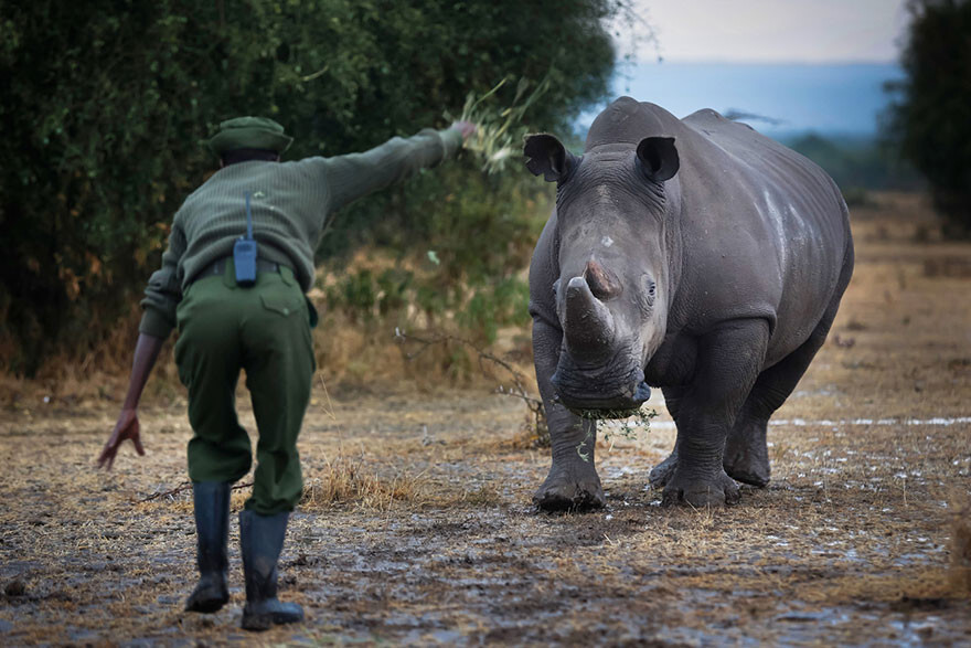 Rangers Protect The Last Remaining Male Northern White Rhino