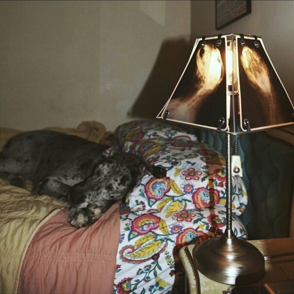 Pet Oncologist Creates Lamps With Animal X-Rays