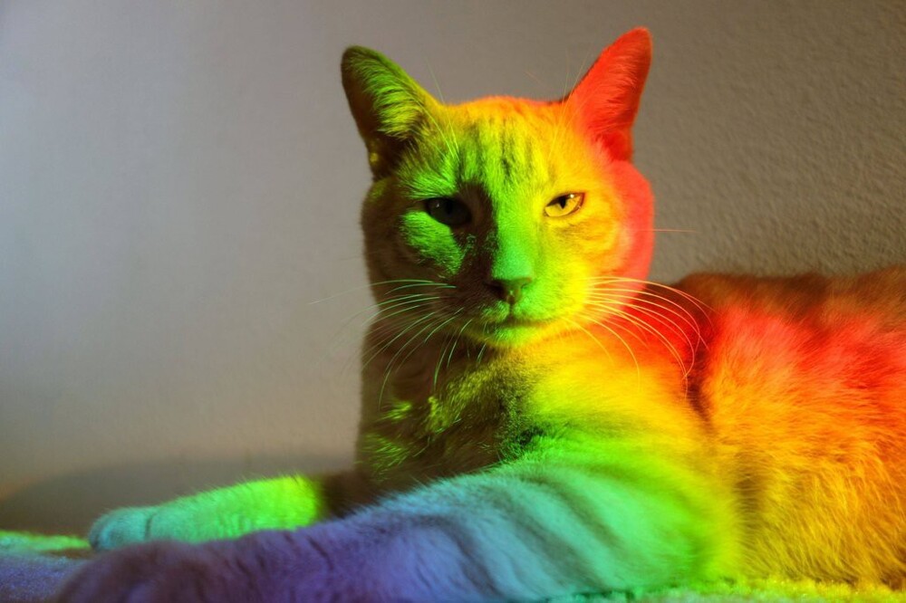 "I'm not your technicolor dreamcat. Try again."