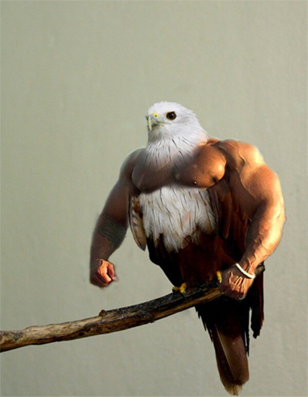 If Birds Have Arms – Photoshopped