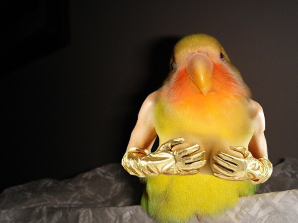 If Birds Have Arms – Photoshopped