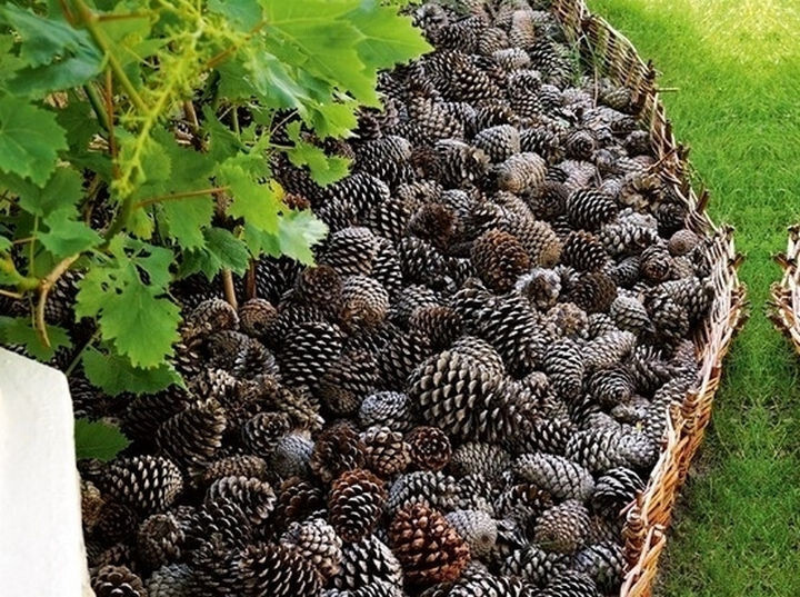 18) Collect your pine cones and use them for flower bedding instead of wood chips or rocks