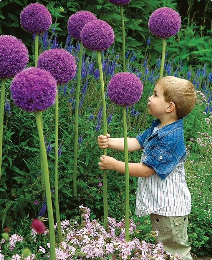 9) Plant these perennial favorites, Allium flowers, and watch kids marvel at their splendor