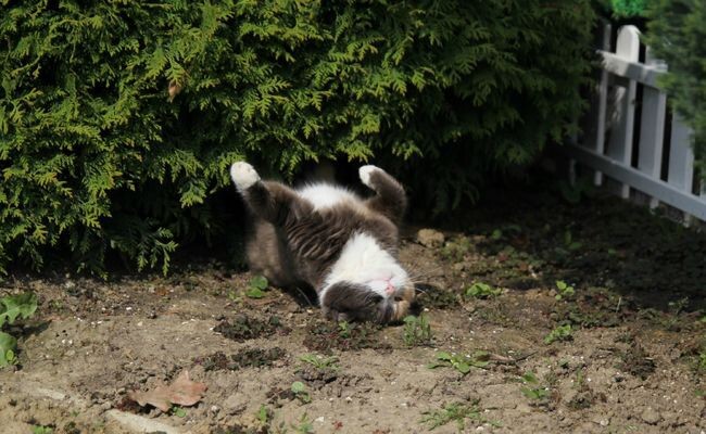 23 Cats Who Have Laziness Down To A Science 