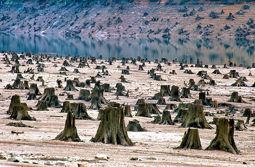 National Willamette forest, Oregon (USA), 99% deforested