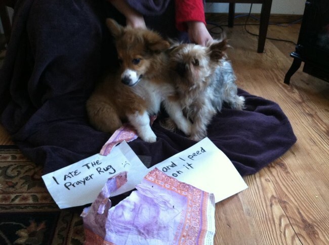 These Dogs Were Caught Red-Handed…But You’ll Love Them Anyway