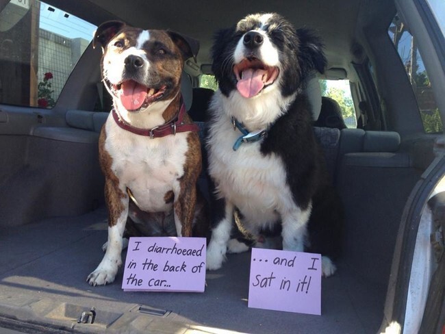 These Dogs Were Caught Red-Handed…But You’ll Love Them Anyway