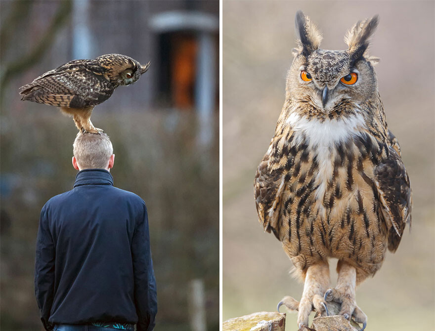 Meet The Dutch Owl Who Loves To Land On People’s Heads