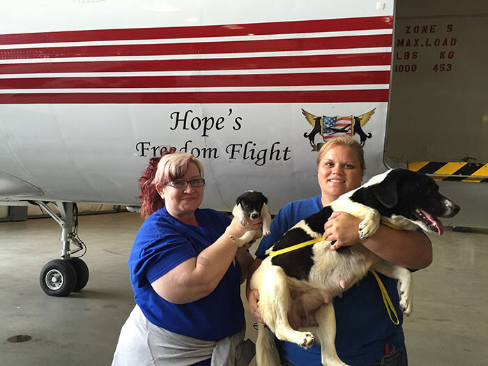 Volunteer Pilots Fly Shelter Dogs To New Homes