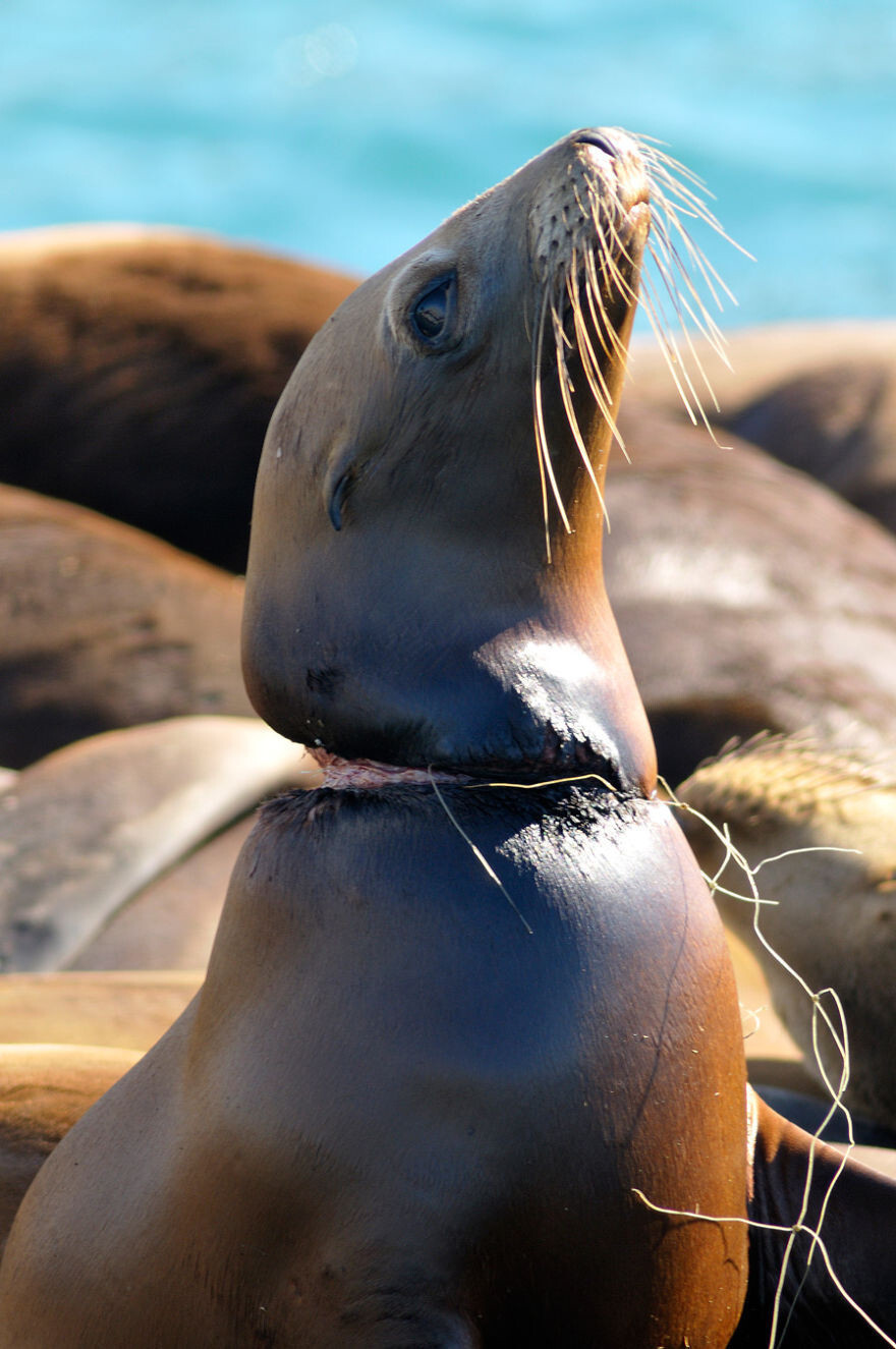 Suffering Seal Not Safe In Its Own Habitat