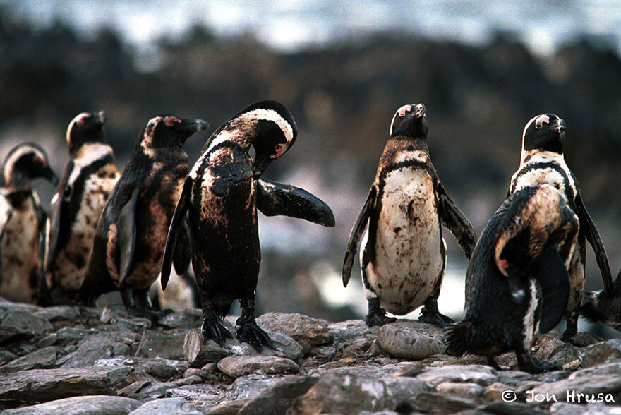 Oiled Penguins