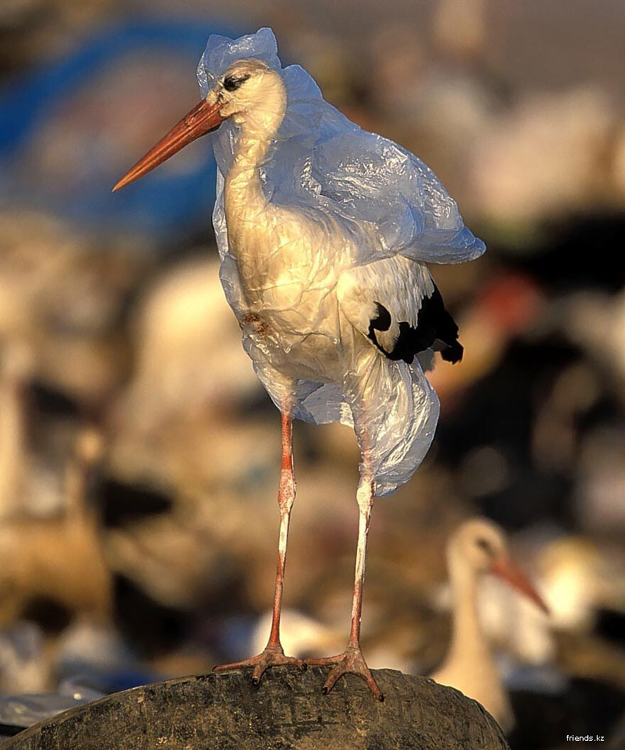 Stork Trapped In Plastic