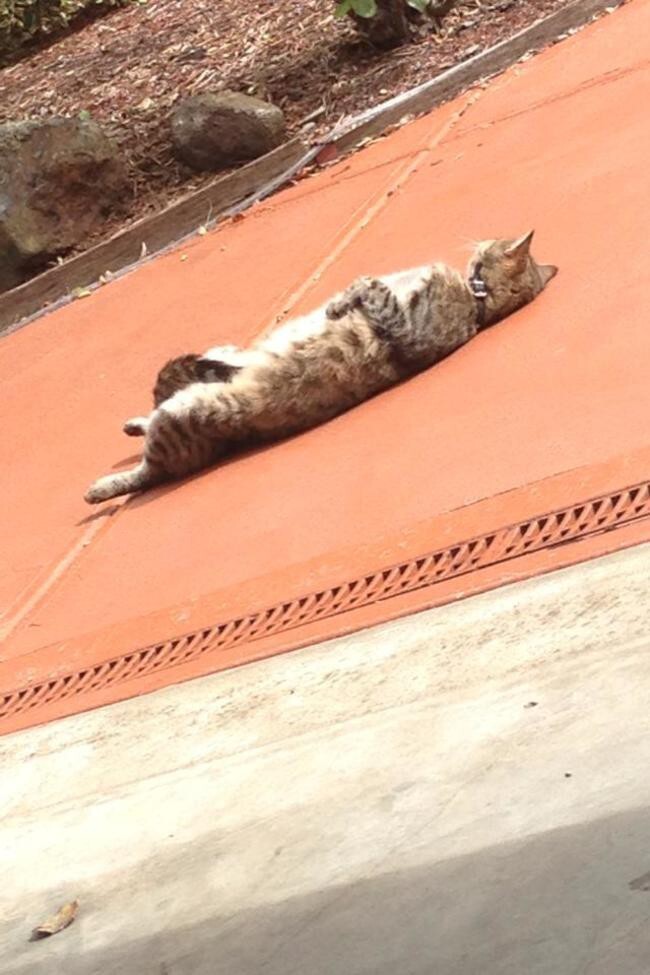 This lazy cat just laying around soaking in the rays.