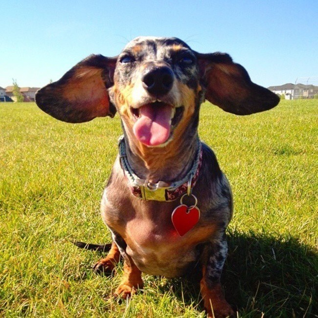 This derpy dachshund feeling the wind on his ears.