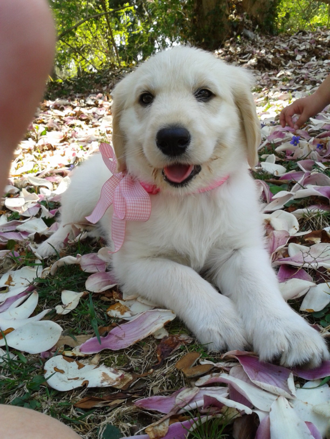 This pretty puppy playing in the petals.