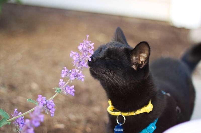 This curious kitty smelling the flowers.