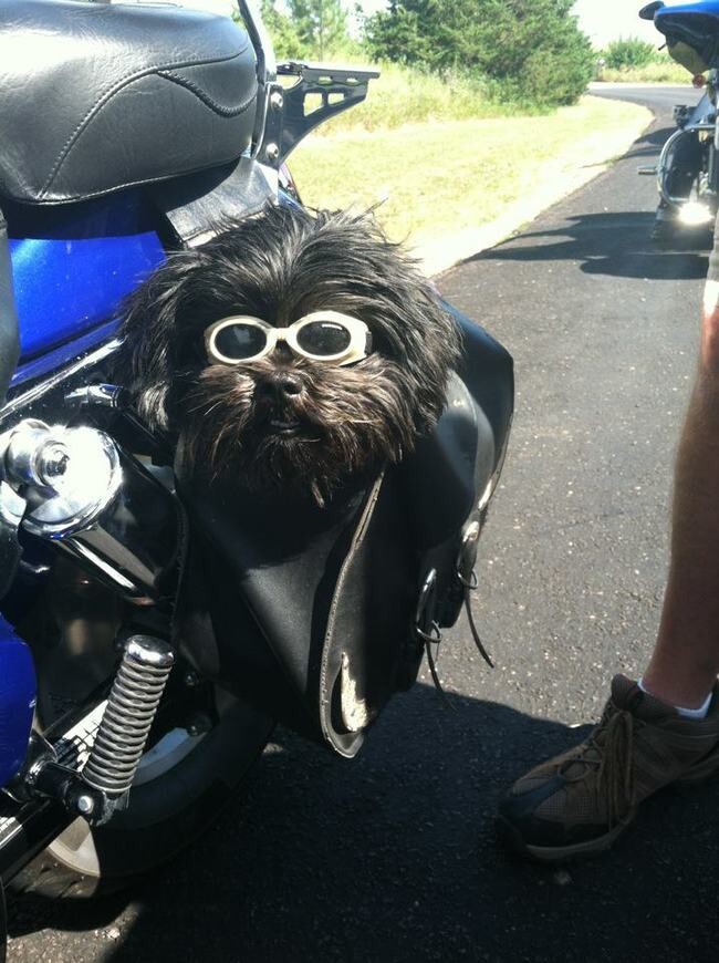 This motorcycle mama ready to hit the road.