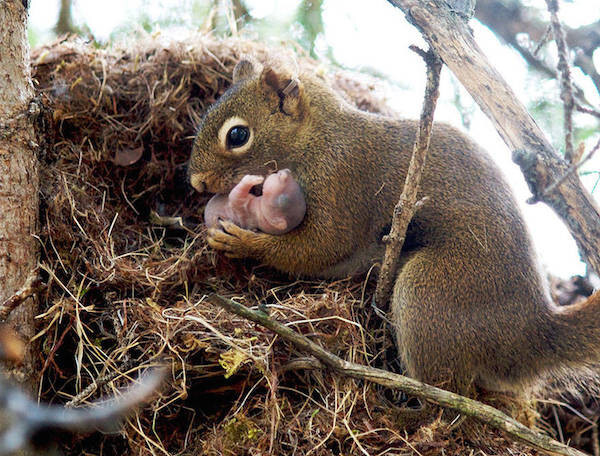30 Animal Parents with their New-born Babies in the Wild