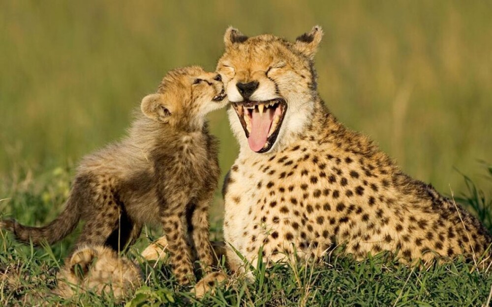 30 Animal Parents with their New-born Babies in the Wild