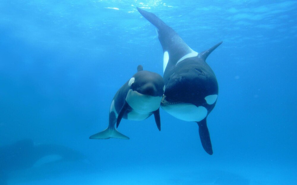 30 Animal Parents with their New-born Babies in the Wild