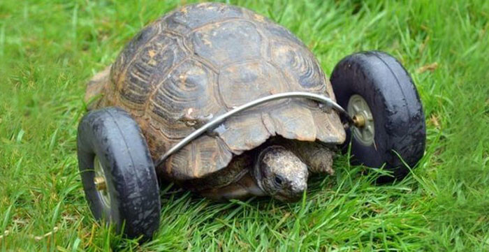 Tortoise Whose Legs Were Eaten By Rats Gets Prosthetic Wheels