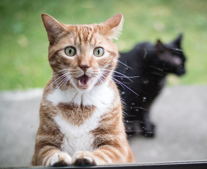 55 Astonished Animals Who Are Freaked Out By What’s Happening