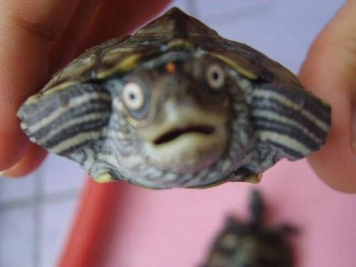55 Astonished Animals Who Are Freaked Out By What’s Happening