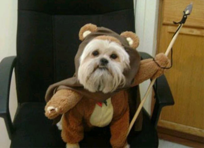 "...back when I was still Wicket, the young Ewok, not Wicket, the Ewok warrior."
