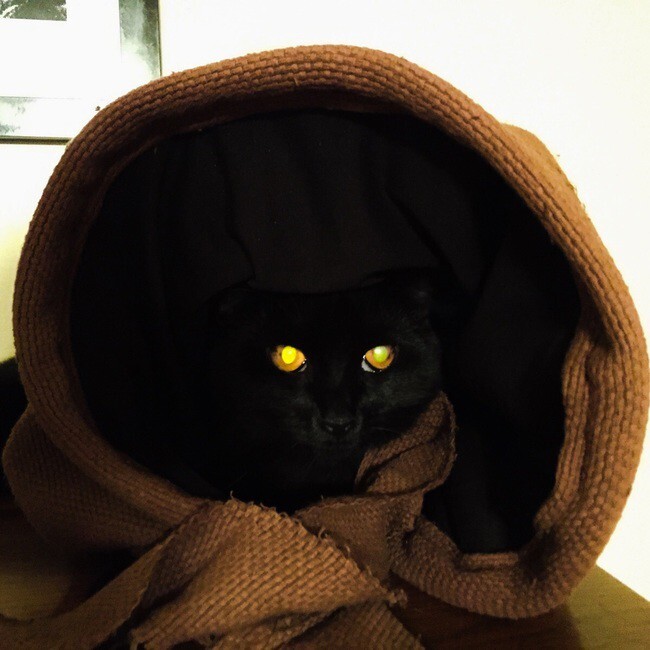 Jawa Cat has the droids you're looking for.