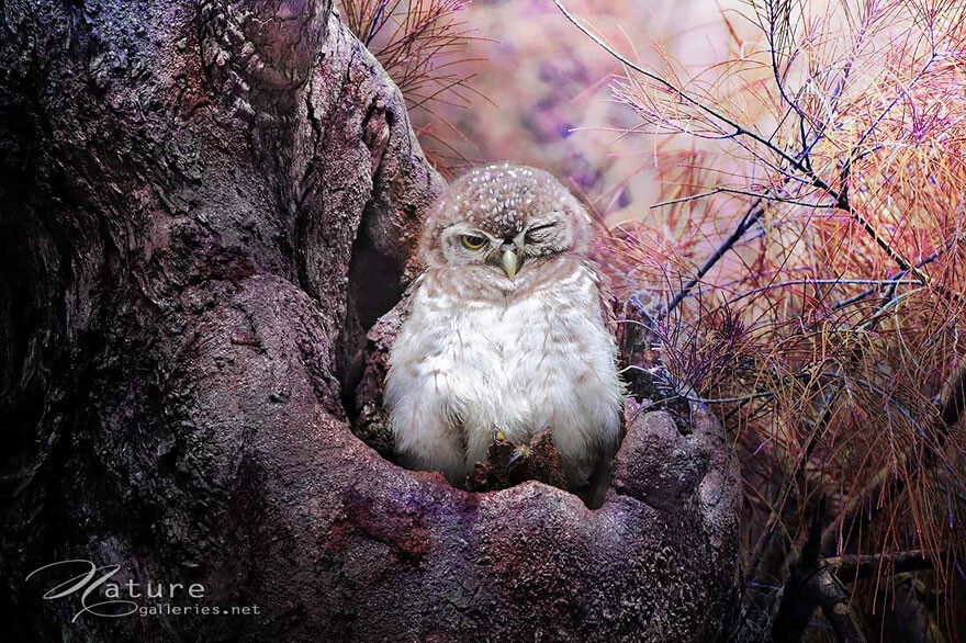 Adorable Owl Photos Captured By Thai Photographer Sasi