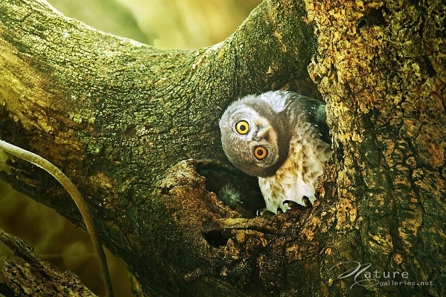 Adorable Owl Photos Captured By Thai Photographer Sasi