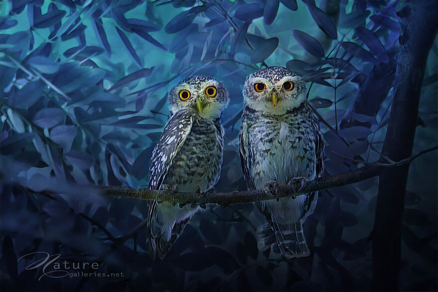 Adorable Owl Photos Captured By Thai Photographer Sasi