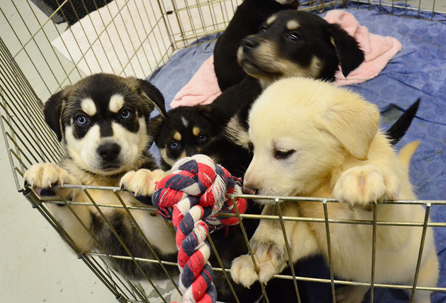 University Creates ‘Puppy Room’ To Help Stressed-Out Students
