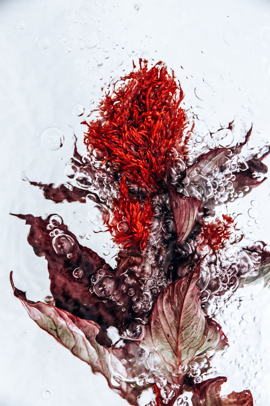 Flotsam: Flower Portraits Captured Underwater