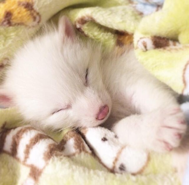 This Domesticated Baby Red Fox Is The Sleepiest Pet Ever